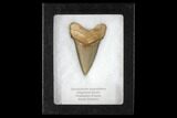 Serrated, 2.76" Angustidens Tooth - Megalodon Ancestor - #130853-1